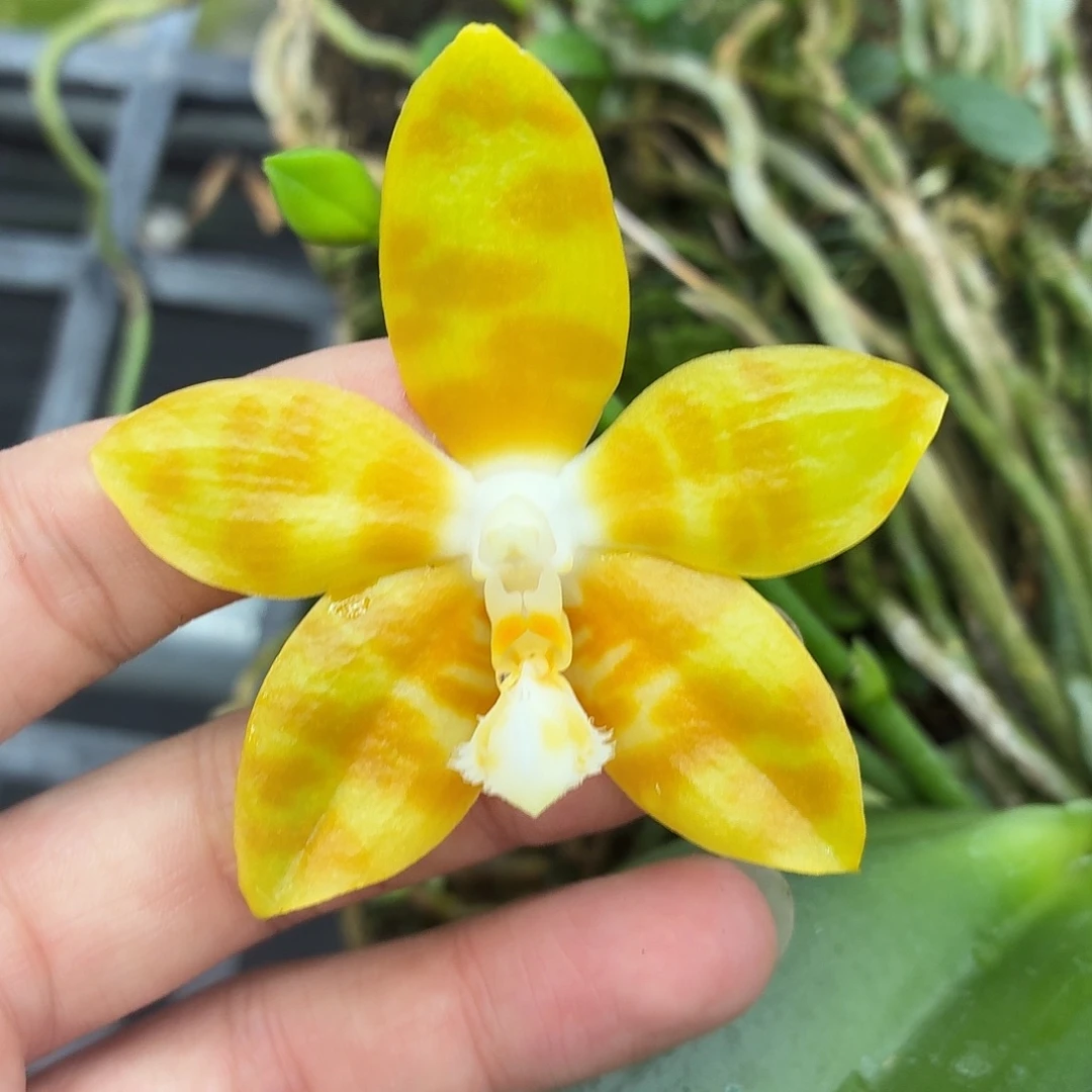 当前无花朵，栽培后可花朵A1858
