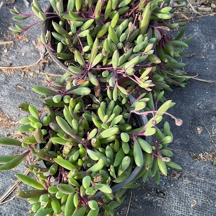 两盆紫玄月，脱土发