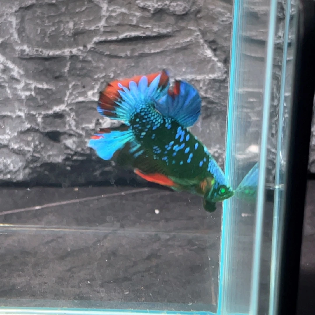 斗鱼绿魔碎星将军公