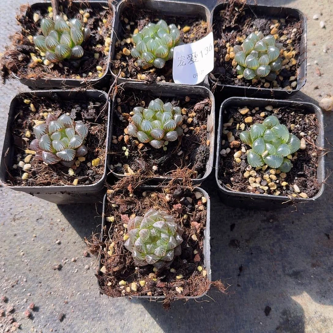 直播福利一物一拍136