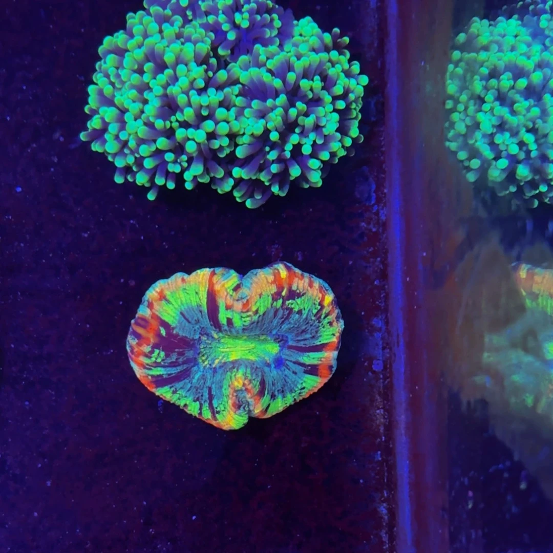 万鱼来朝海水观赏