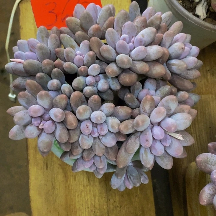 我都想好怎么回学校咯