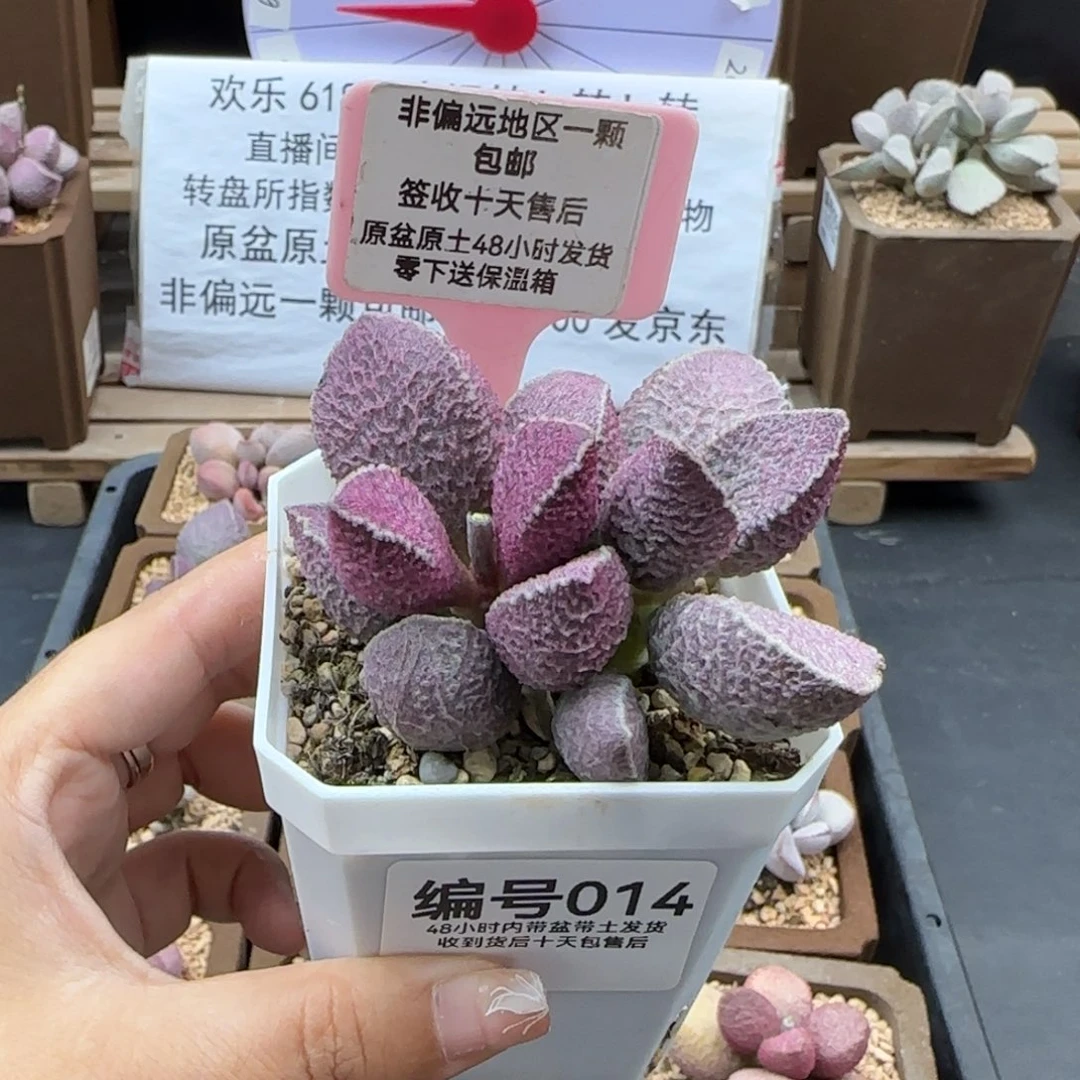 014哈莫猪肝多肉植物