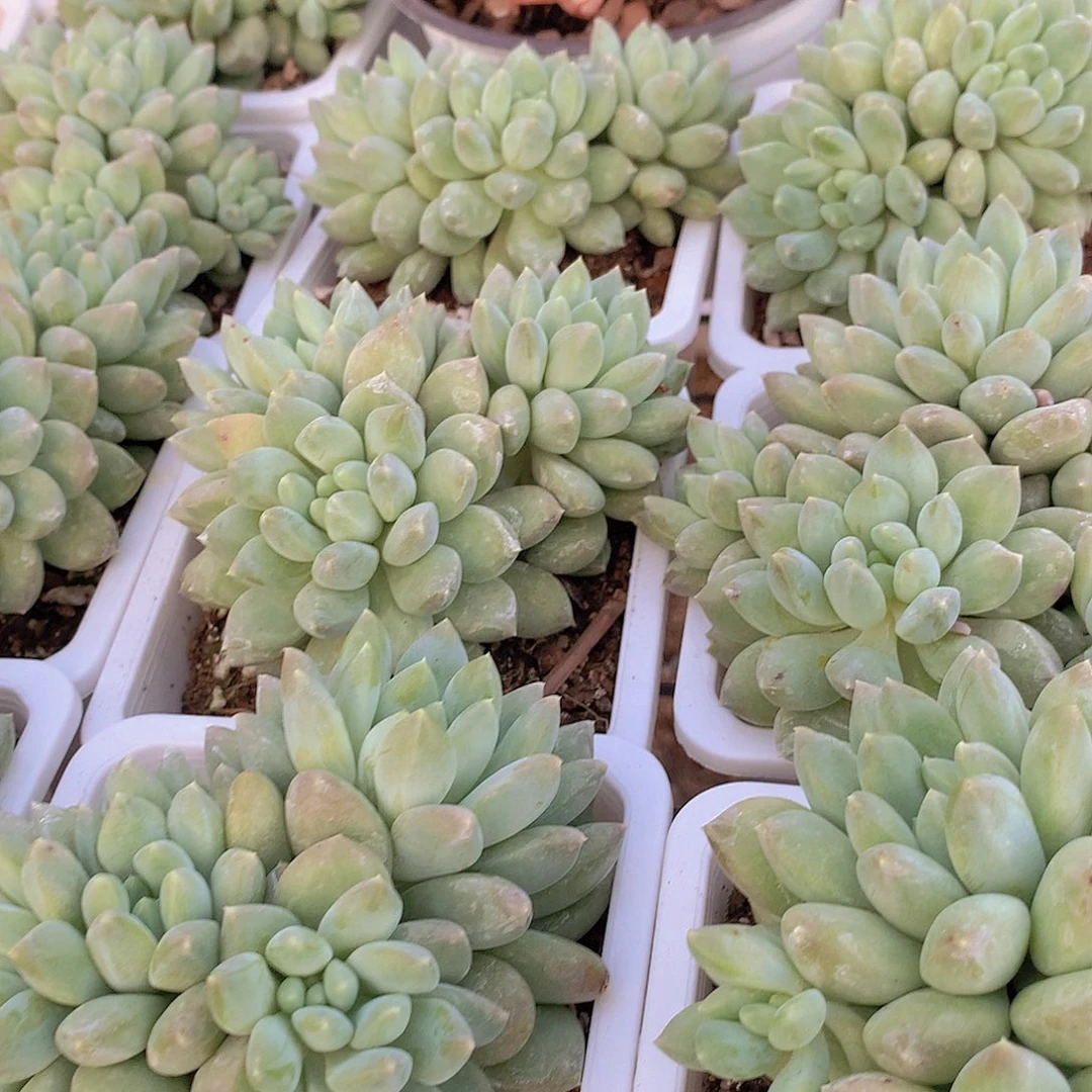 七彩奶糖457899000000