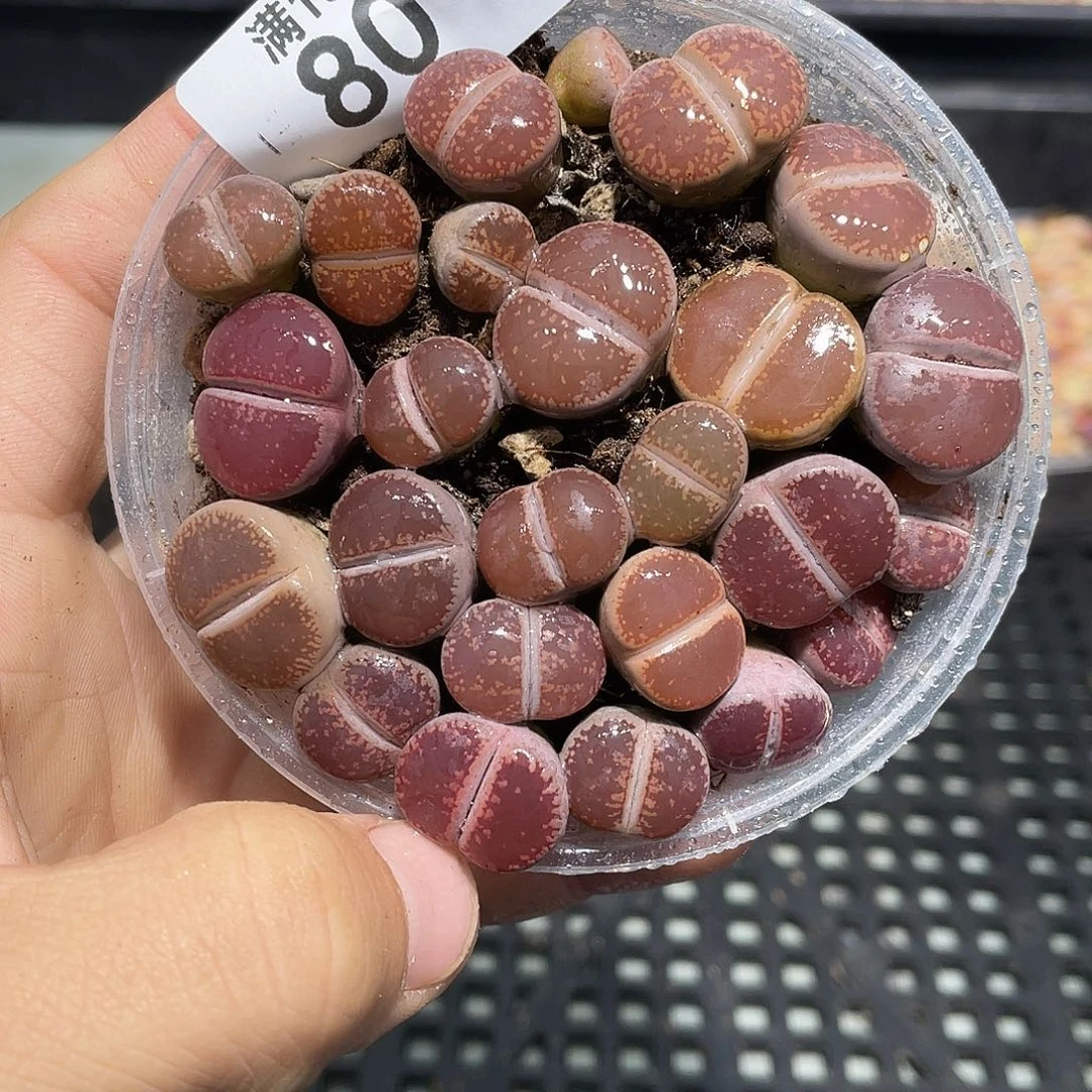 80当天凑满十八元包邮生石花