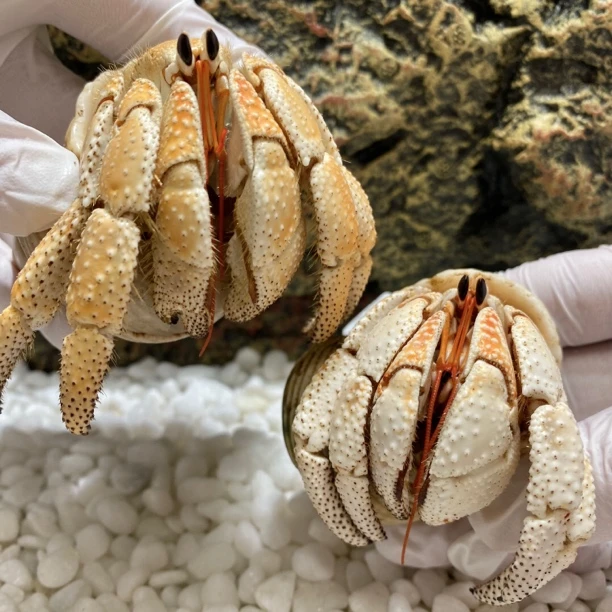 寄居蟹陆生好养活爬宠观赏蟹萌宠