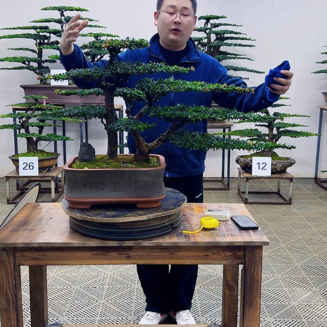 无花朵珍珠红芽罗汉松造型盆景