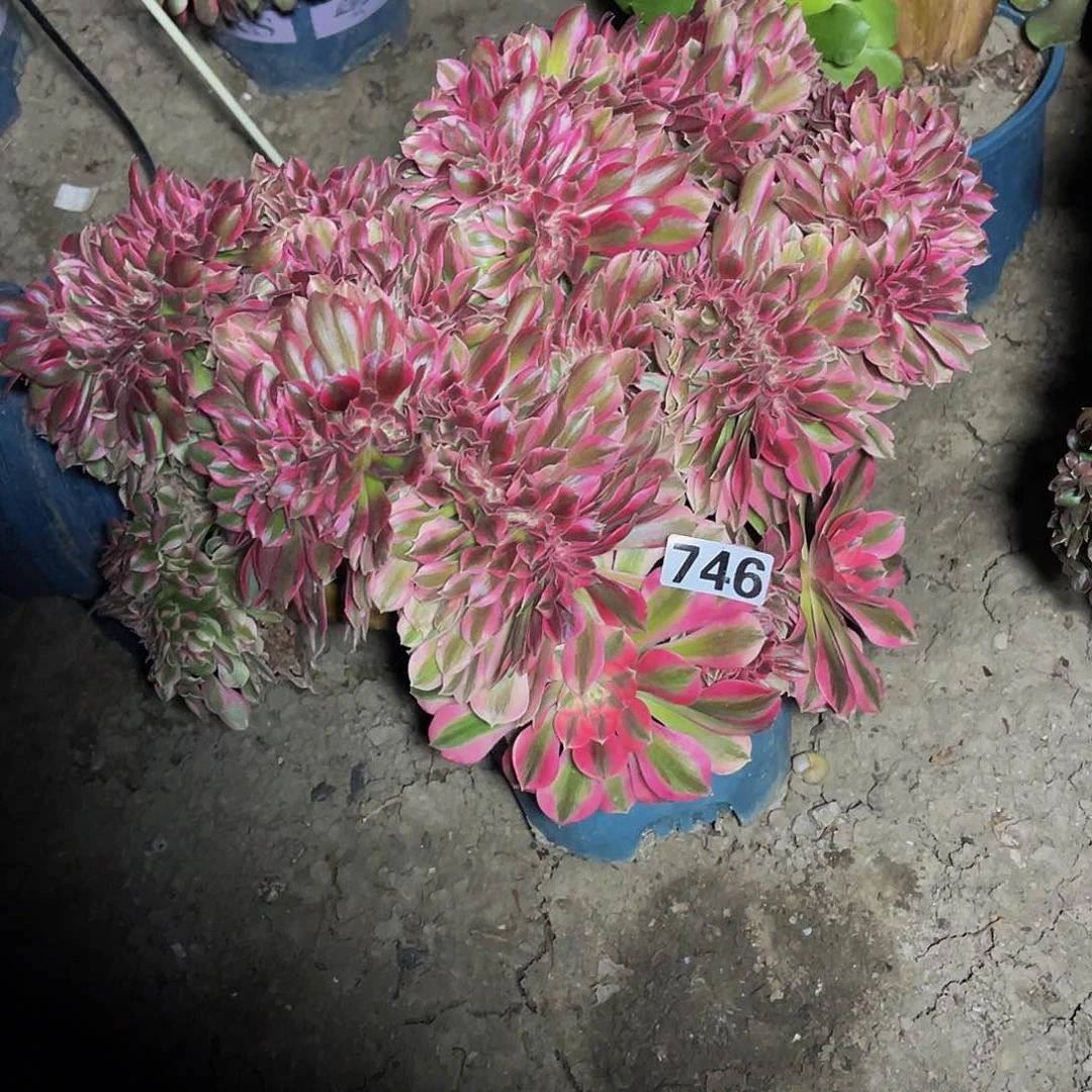 法师法师15-26。包邮法师