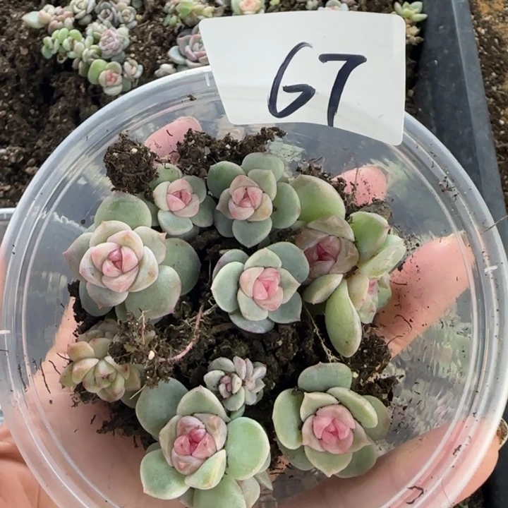 67号绝绝子多肉植物