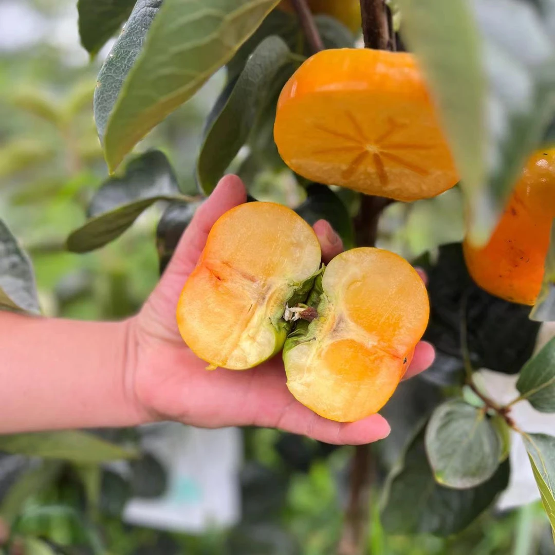 头插早秋脆柿 脆甜多汁无涩味 果园直采新鲜速发