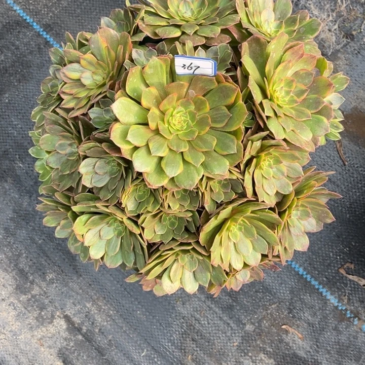 367半夏多肉植物法师