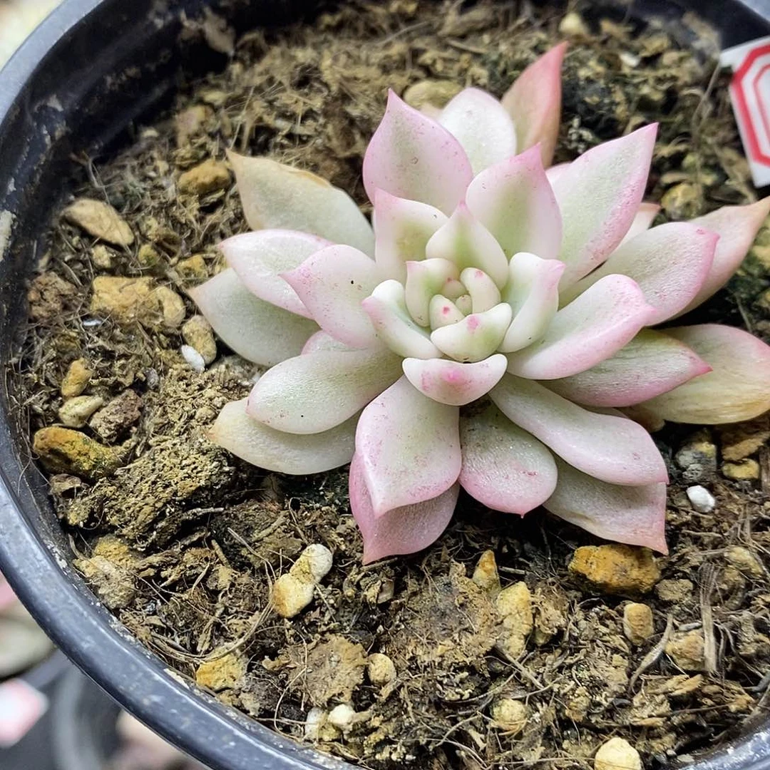 1582 红酒宽覆轮锦