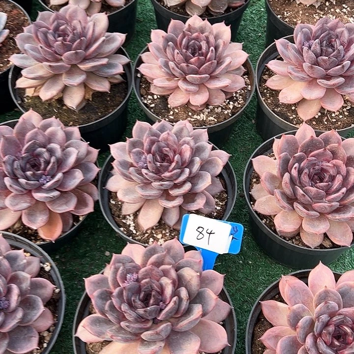 84黑曼巴一个多肉