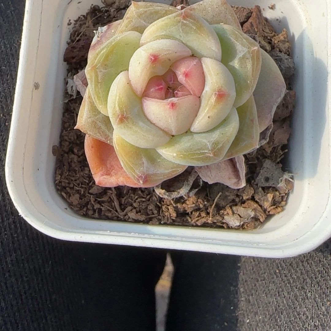 多肉小卡拉米糖心一物一拍