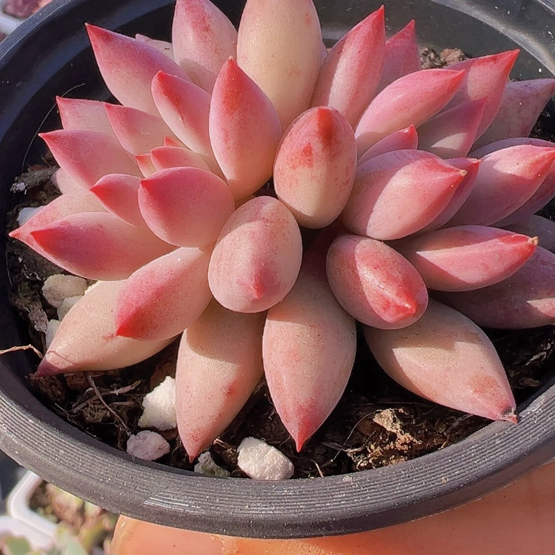 大双头虞美人19包邮