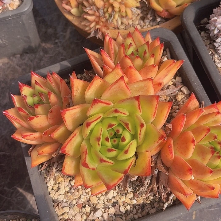 橙乌木0208多肉植物