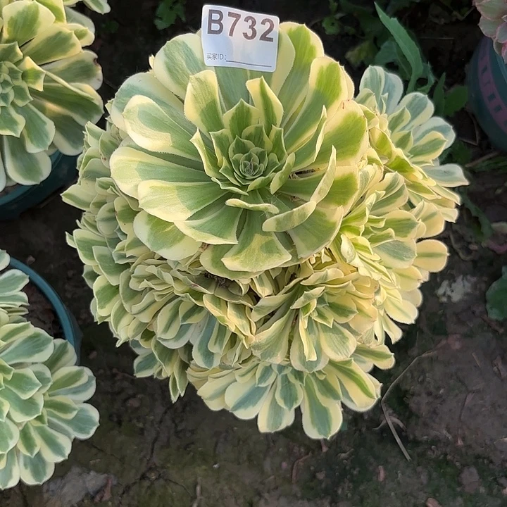 迈巴赫8-44-732便宜不包邮