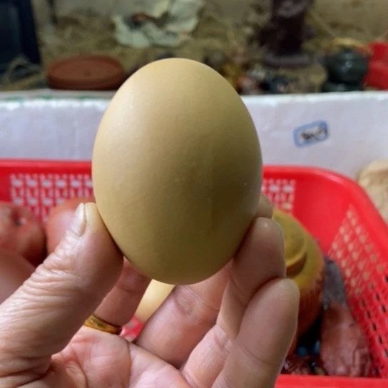 紫砂茶壶宜兴紫砂壶