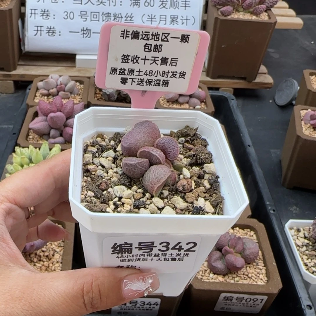 342实生多肉植物