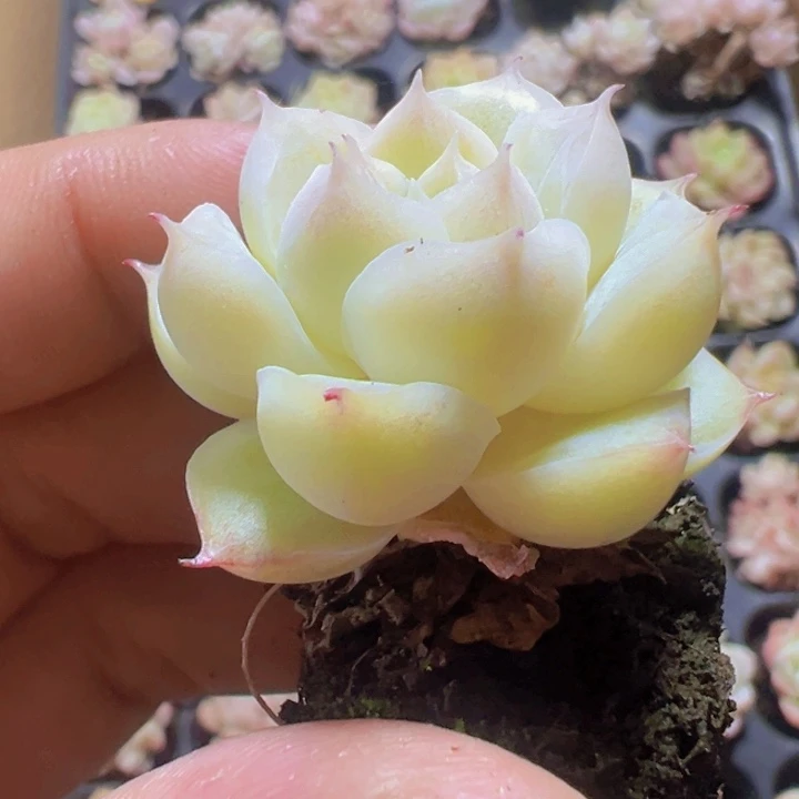 甜心精品多肉植物大战