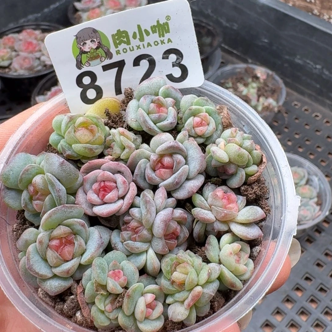多肉植物多肉植物