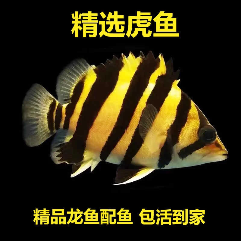 虎鱼活鱼苗热带观赏鱼苏门答腊虎印尼四纹虎泰北三纹虎龙鱼配鱼