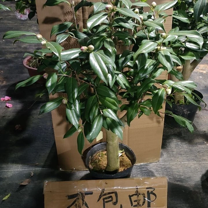 619紫罗旋，原盆原土发货，不包邮