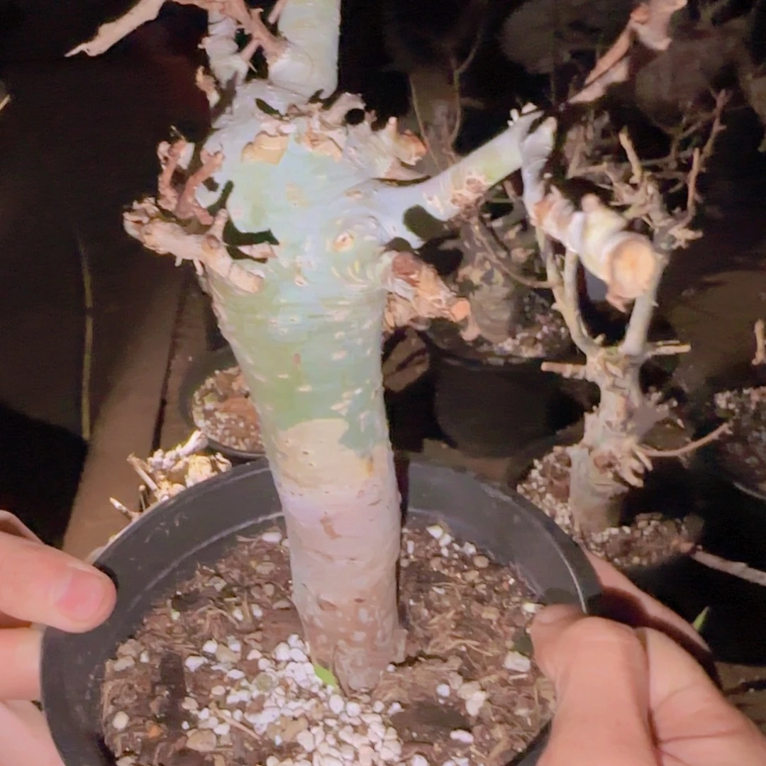 L***g块根植物块根植物