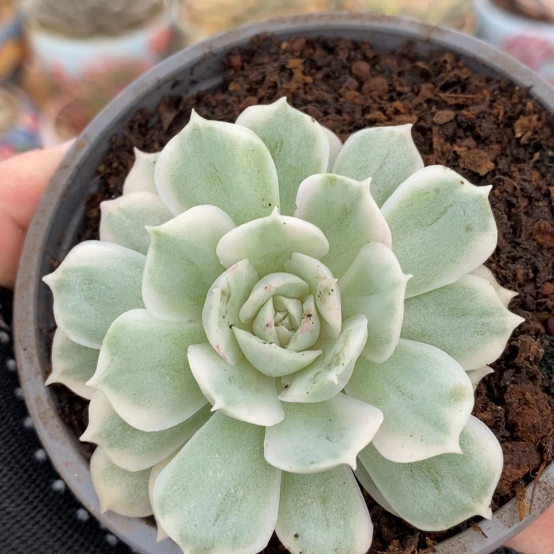 597昂斯诺锦锦锦锦锦锦