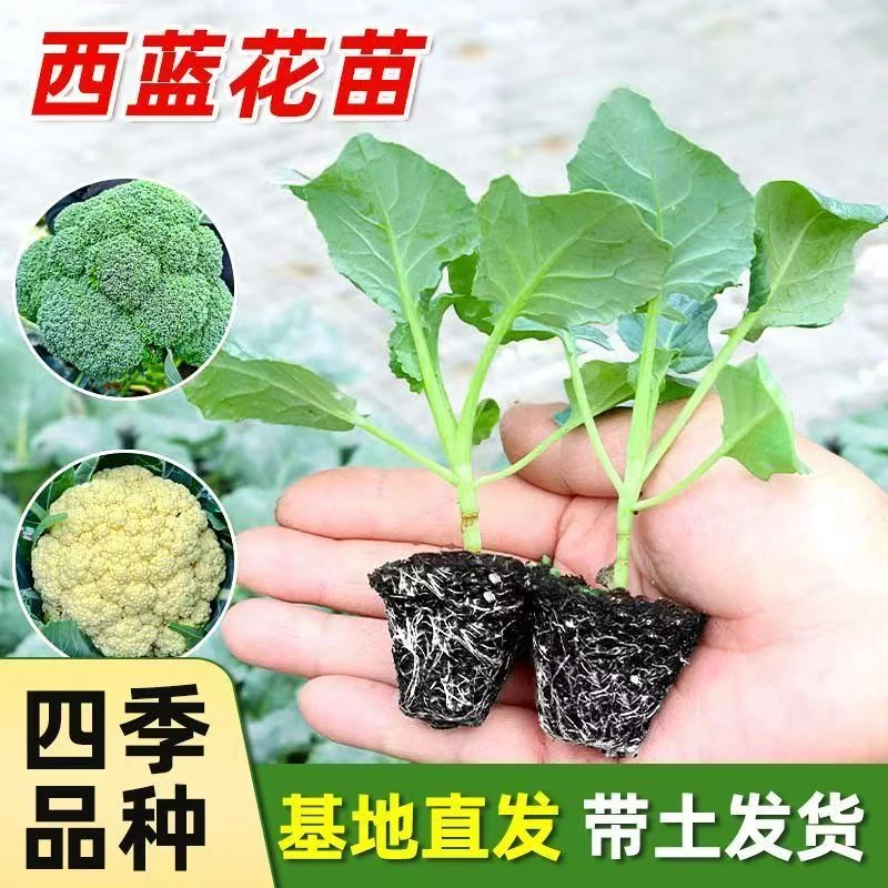 西兰花苗红菜苔苗大白菜苗有机花菜苗抗寒菜苗带土耐寒高产品质
