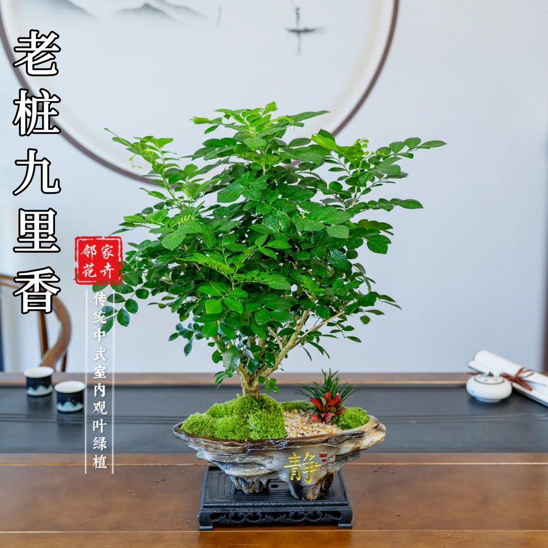 稀树老桩九里香盆景茶桌盆栽绿植花卉开花好看实物清香好养护
