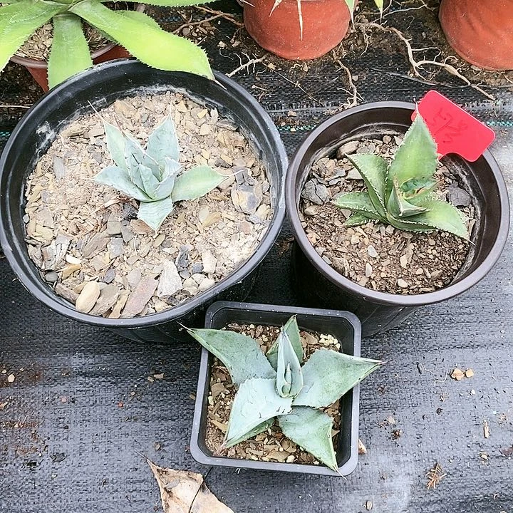 【闪购商品】无花朵龙舌兰赖光