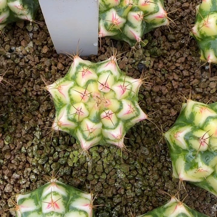 21-0207花田脱土发多肉