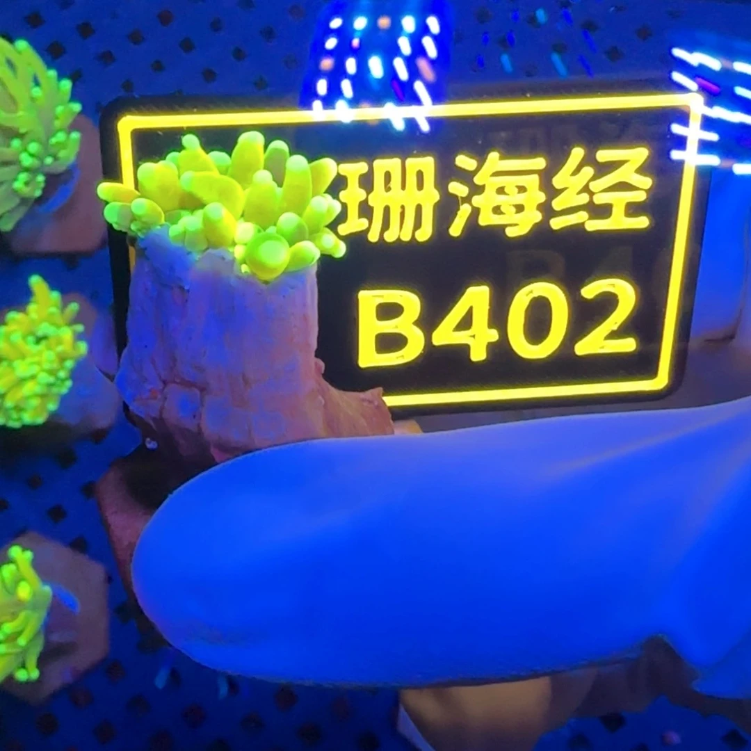 纽扣珊瑚人**天又又不包邮瑕疵斯玛特霓虹金B402