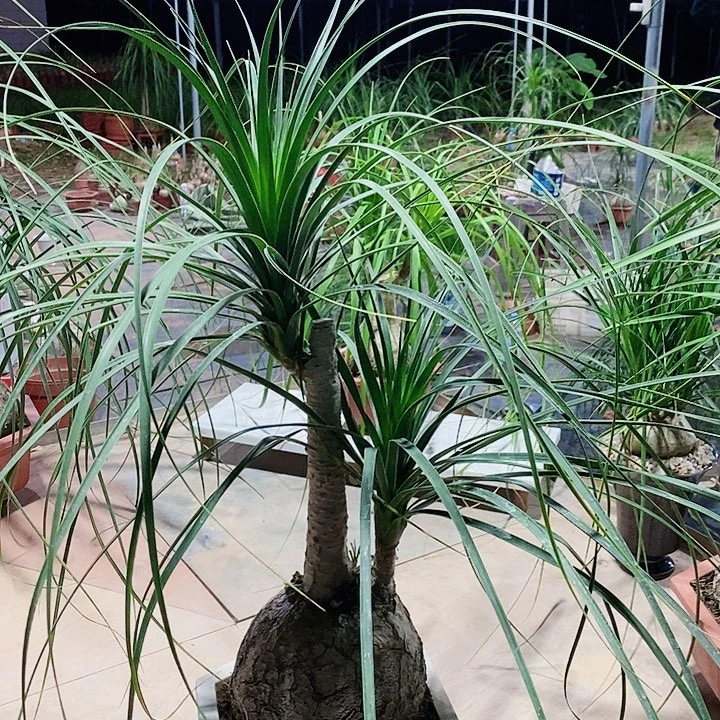 抱***芳完全开放双头酒瓶兰
