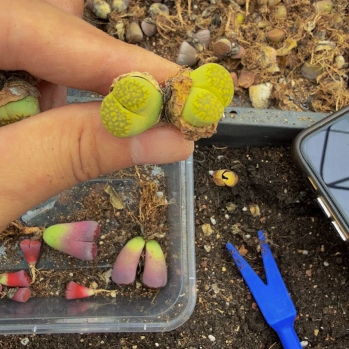 自*多肉植物的生长发育81