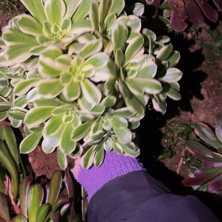 134迈巴赫多肉植物处理不售后