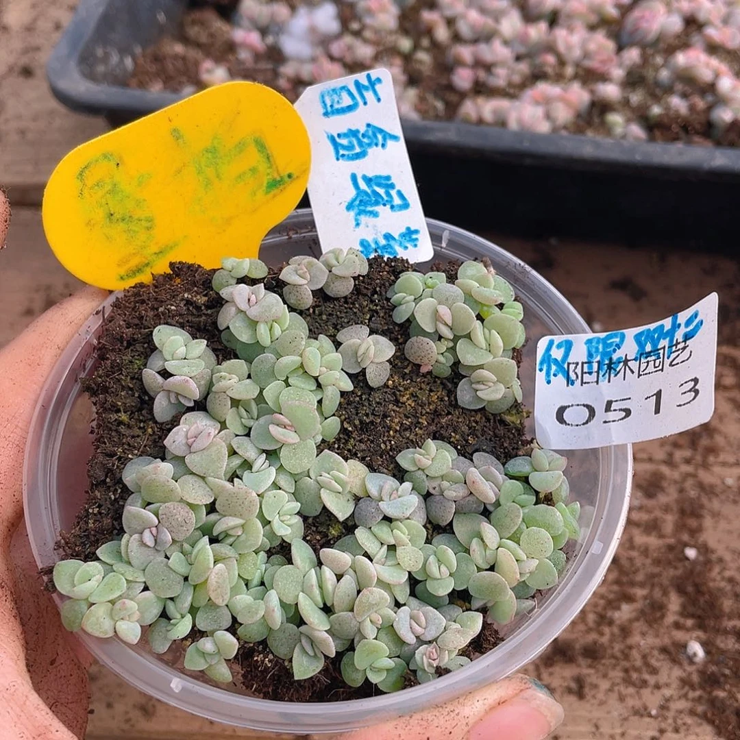 量拍多肉植物多肉植物513