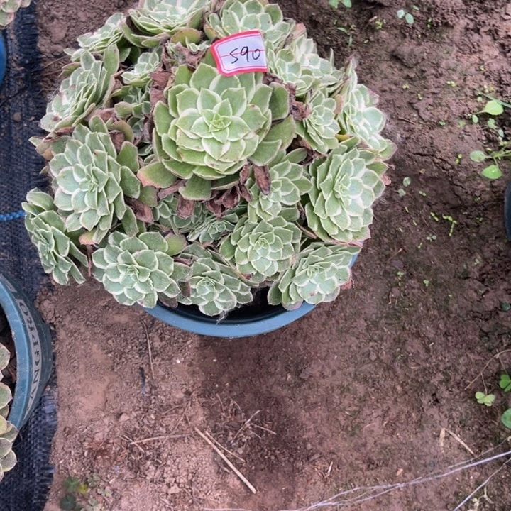 590海王多肉植物法师