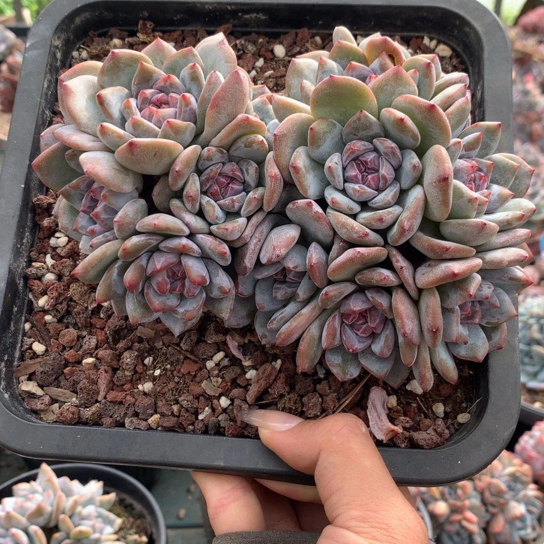 石榴籽小脸多头群