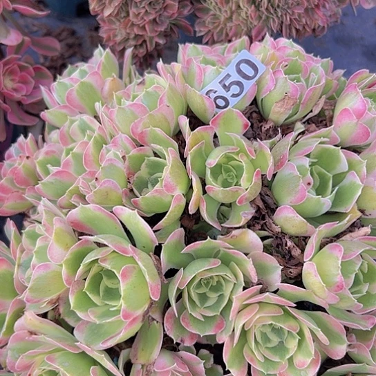 秋***枫多肉植物一个粉玲珑