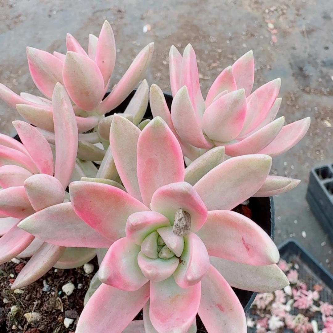 多肉杂交布丁锦一颗量拍30-7