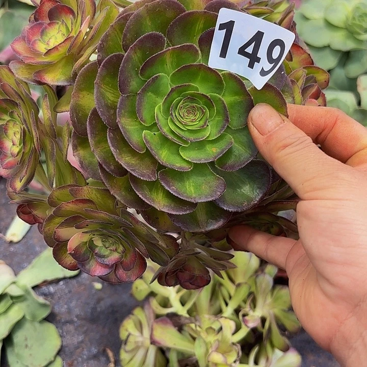 春***平多肉植物福利149七彩