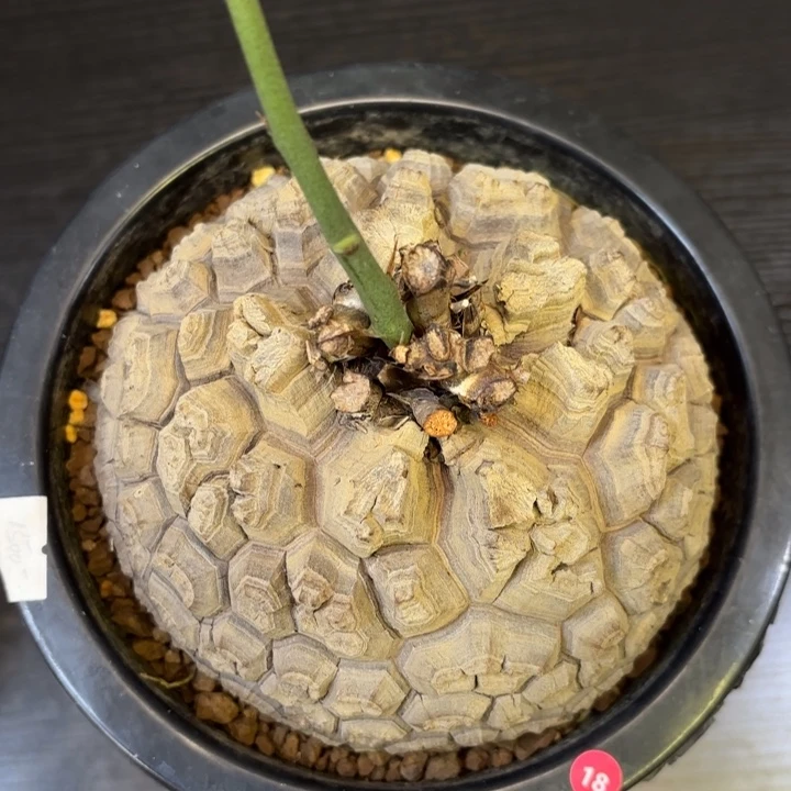 11号龟甲龙带盆包邮不退不换