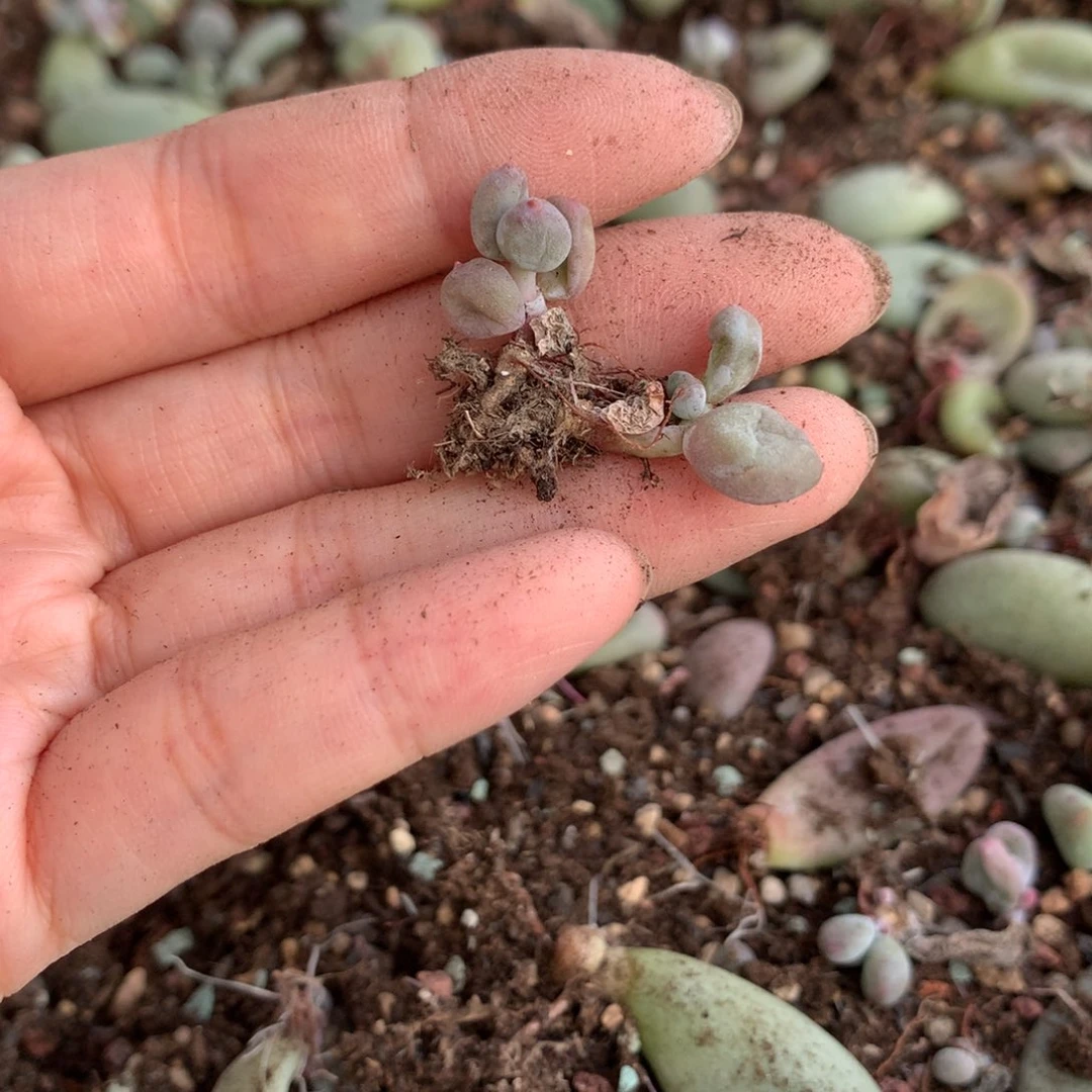 彩虹特价无售后哦哦哦