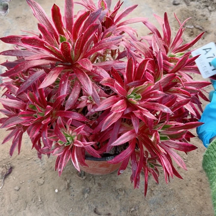 安*721凤凰锦多肉植物