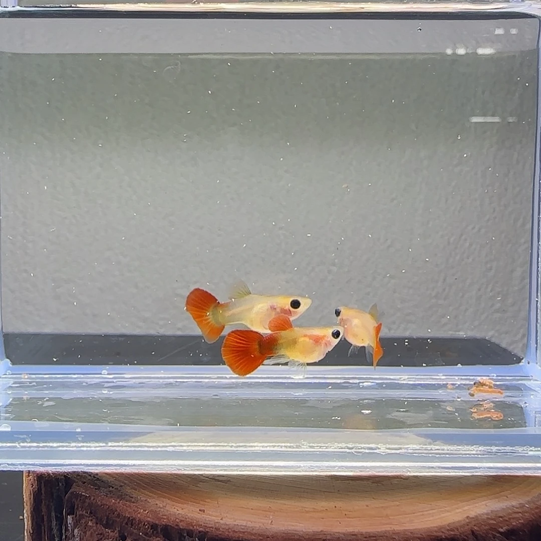 孔雀鱼红礼服短体1公2母