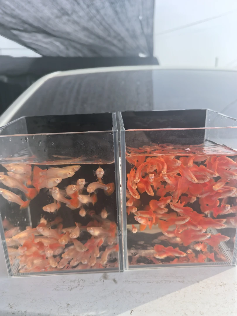 美国全红孔雀鱼胎生热带好养