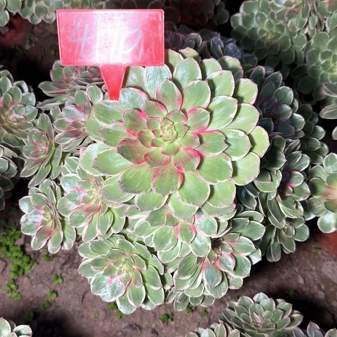 4110莲花座多肉法师