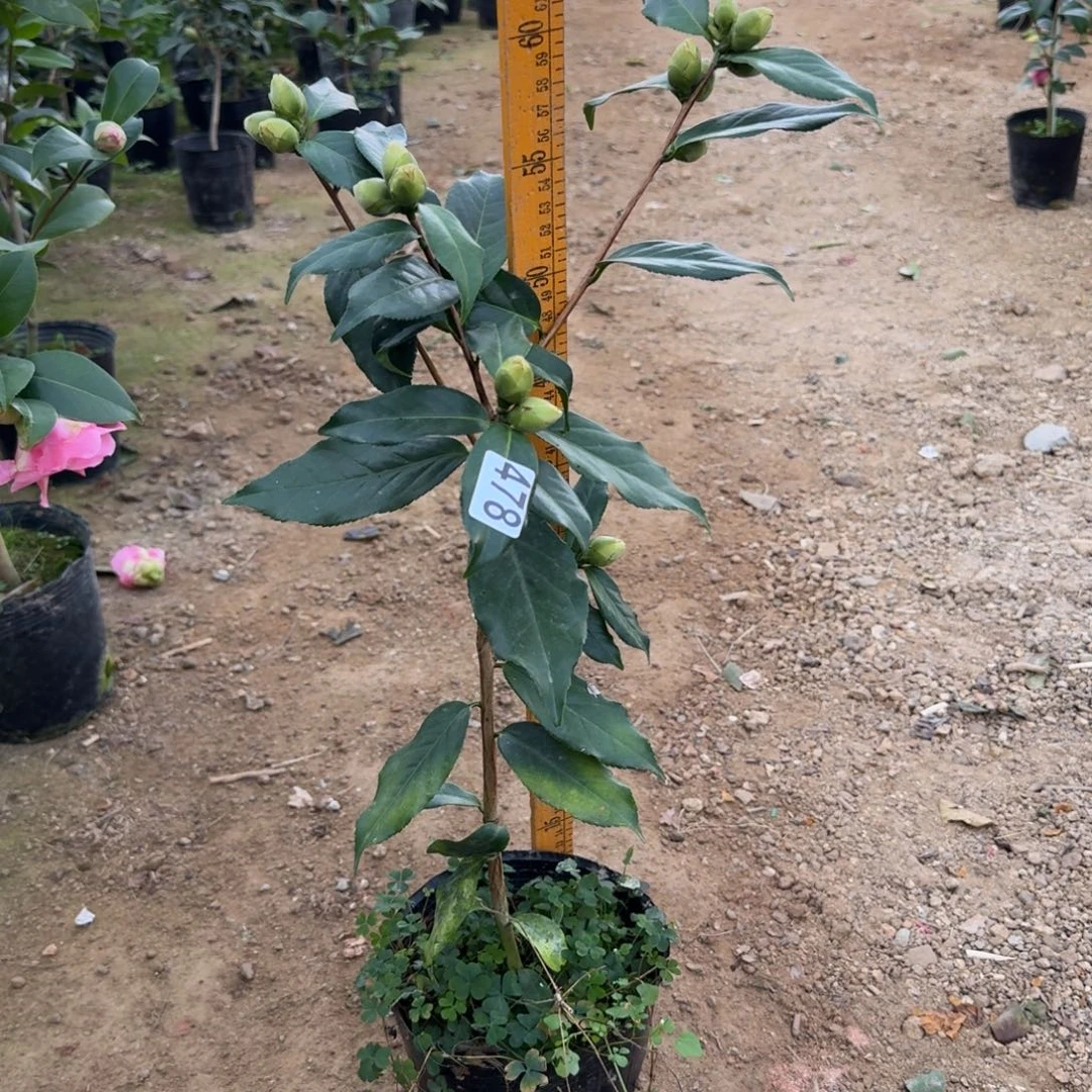 少量花朵（建议范围：2朵-5朵 或40%以下）478黄菊